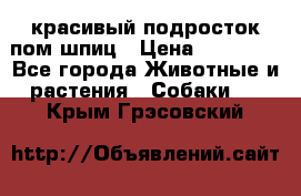 красивый подросток пом шпиц › Цена ­ 30 000 - Все города Животные и растения » Собаки   . Крым,Грэсовский